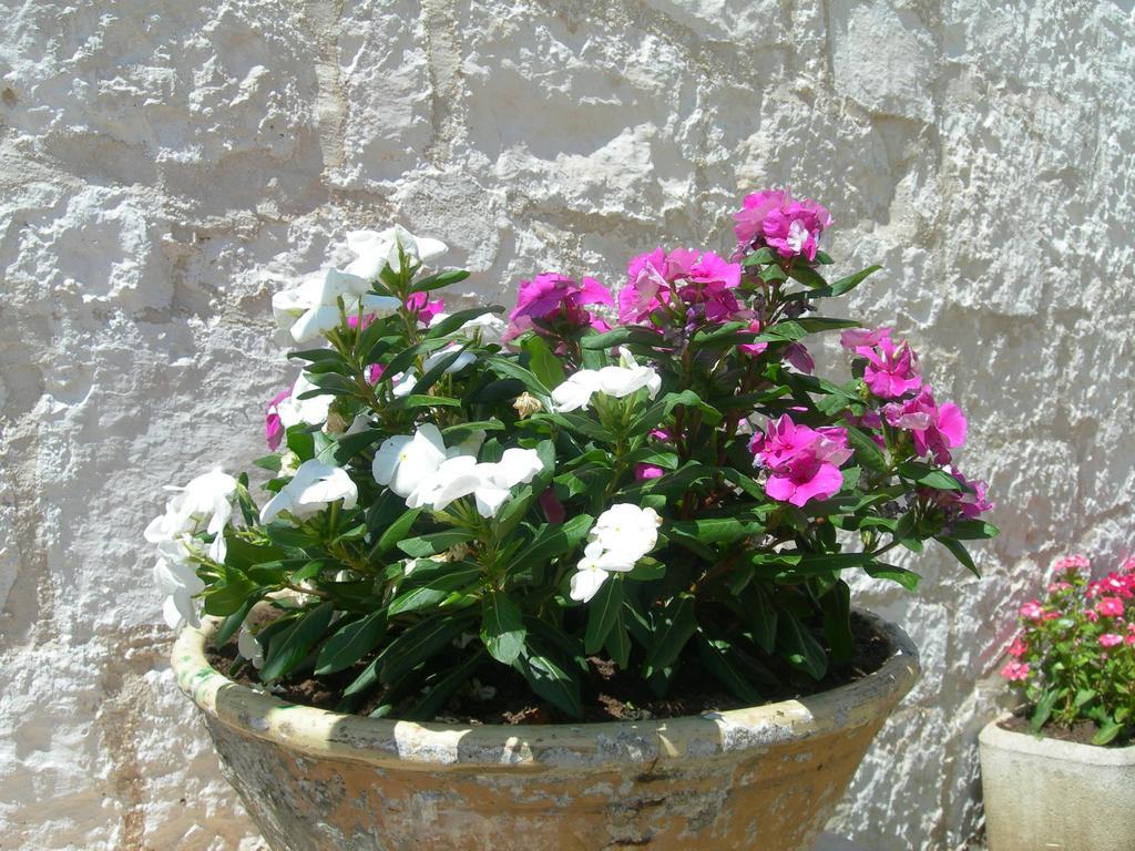 Masseria Montecchie 切列梅萨皮卡 外观 照片