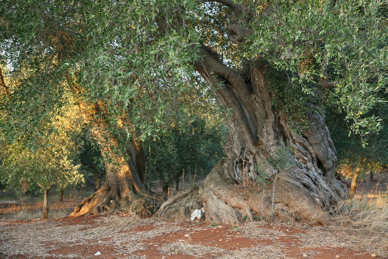 Masseria Montecchie 切列梅萨皮卡 外观 照片