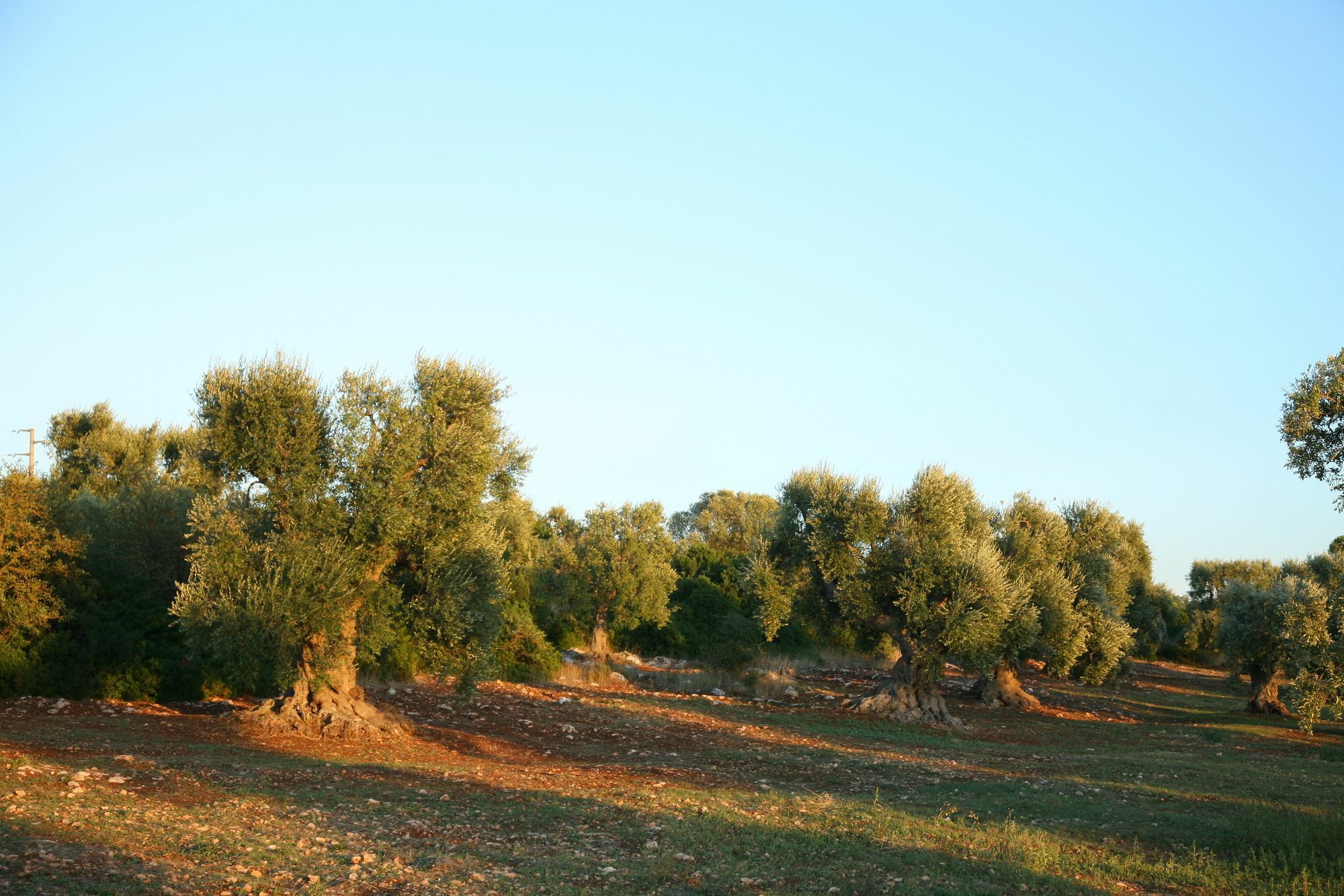 Masseria Montecchie 切列梅萨皮卡 外观 照片